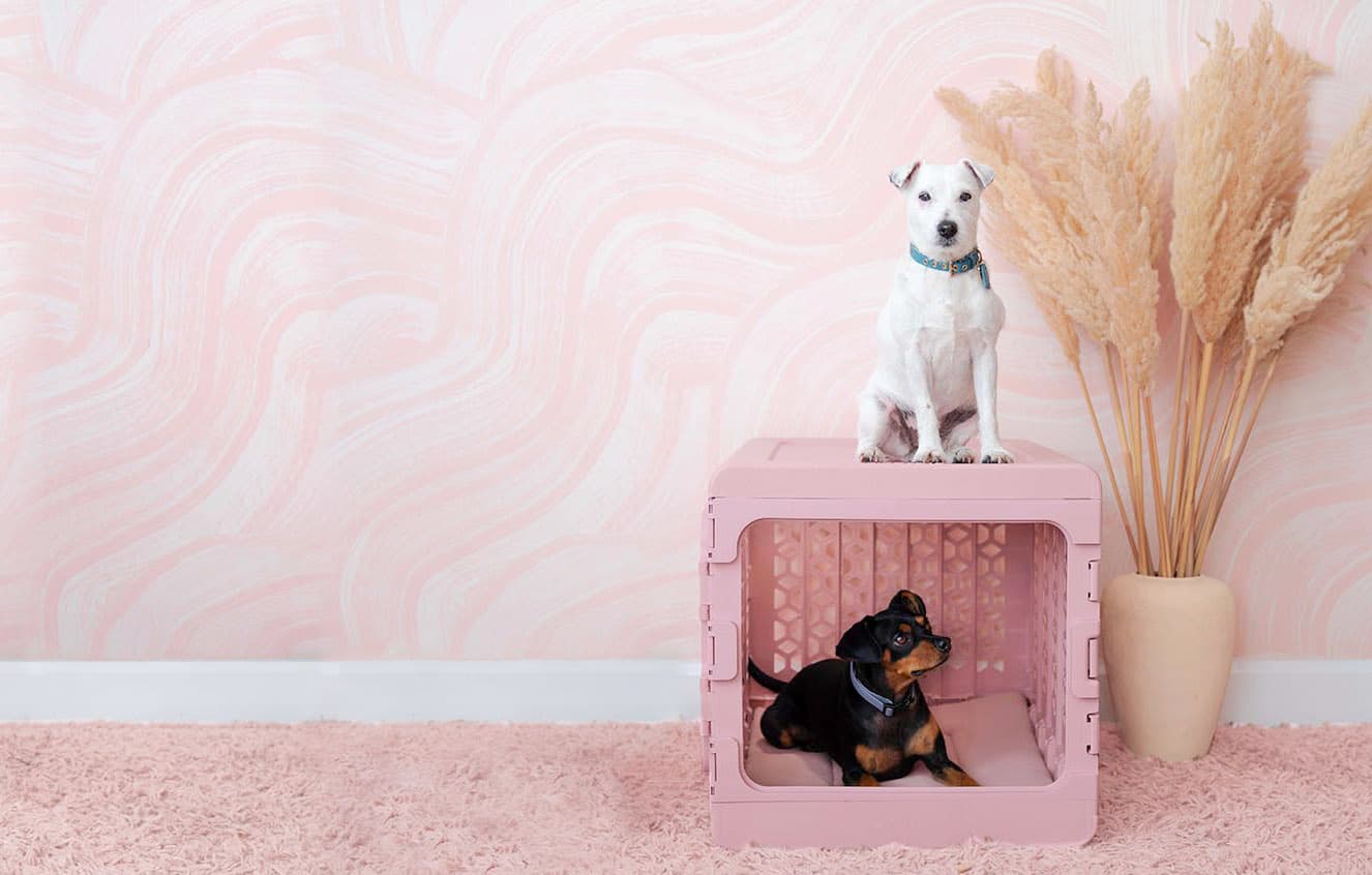 Two dogs posing with a crate